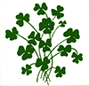 Irish shamrocks